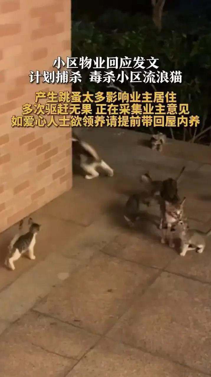 小区有跳蚤、环境差，物业怪罪流浪猫，准备有针对性的对流浪猫进行“清算”。这是8