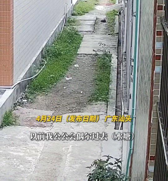 万万没有想到，广东汕头，一女子发视频分享，她家公公平时常常去附近一水塘投喂一只乌