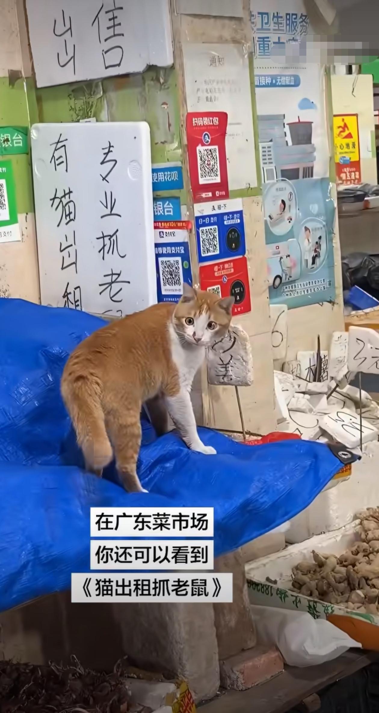 竟然有出租猫抓老鼠的？