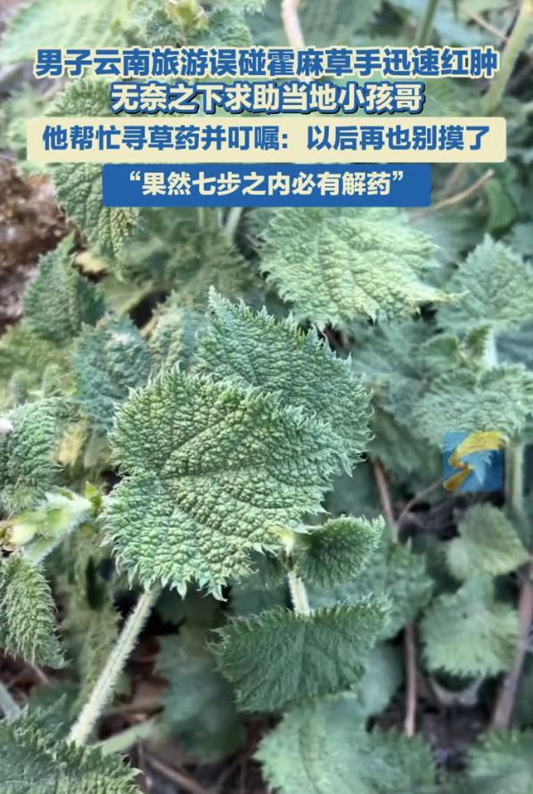云南丽江，一男子去旅游时不小心碰到了路边的霍麻草，没成想，手指立刻肿了起来，火辣