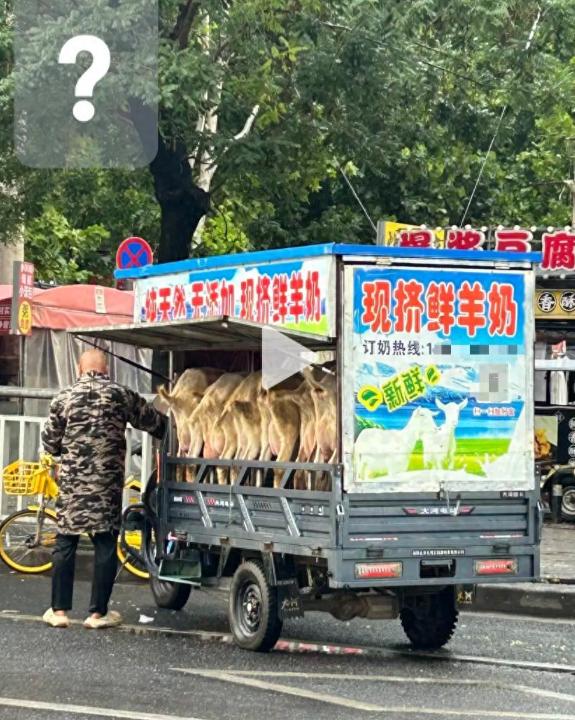 近日，郑州街头有商贩直接带着9只羊卖“鲜羊奶”，市民当场买当场挤，一斤售价10元