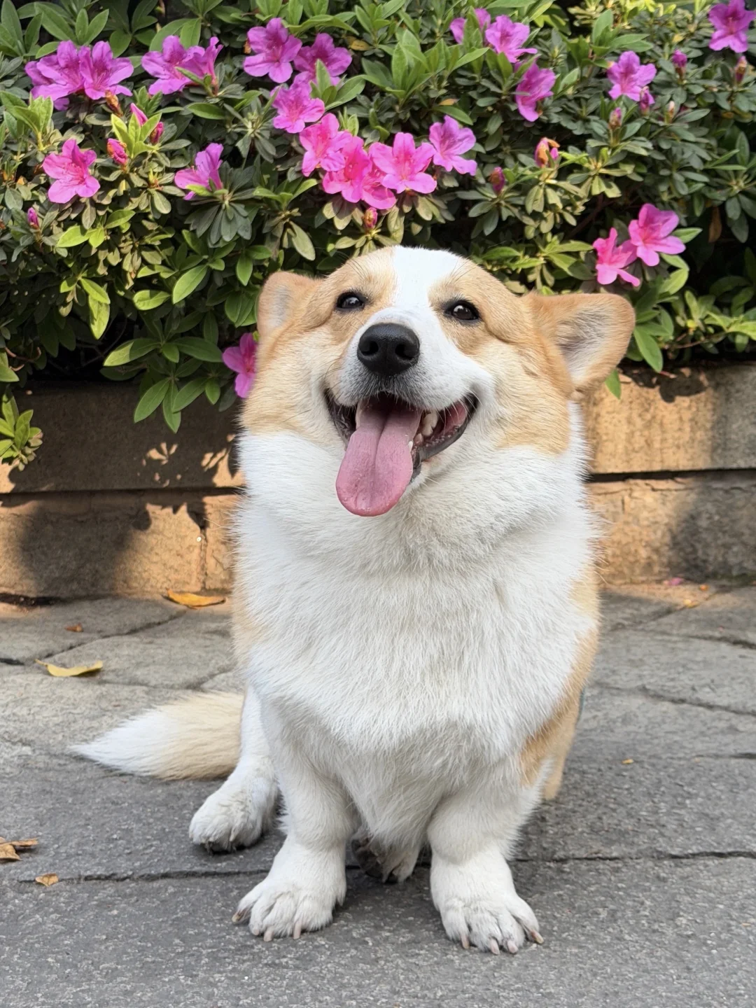 晋江陈埭！！有人看到这只有尾柯基吗