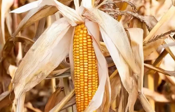 为什么玉米被认为是“外星植物”？一位种了半辈子地的老人告诉我，90%的人都不知道