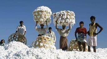 印度对中国玩“鬼把戏”？将棉花低价卖给中国，再高价买回去，印度的这一操作简直太神