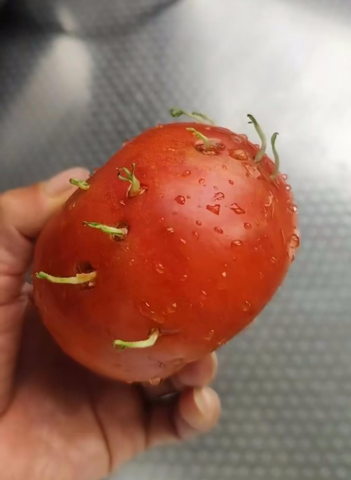 这怎么发芽了