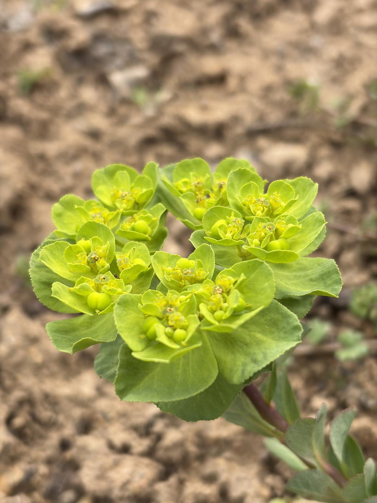 回到农村老家，随手拍下路边、田埂、院子里的各种植物。没有名贵品种，都是寻常草木，