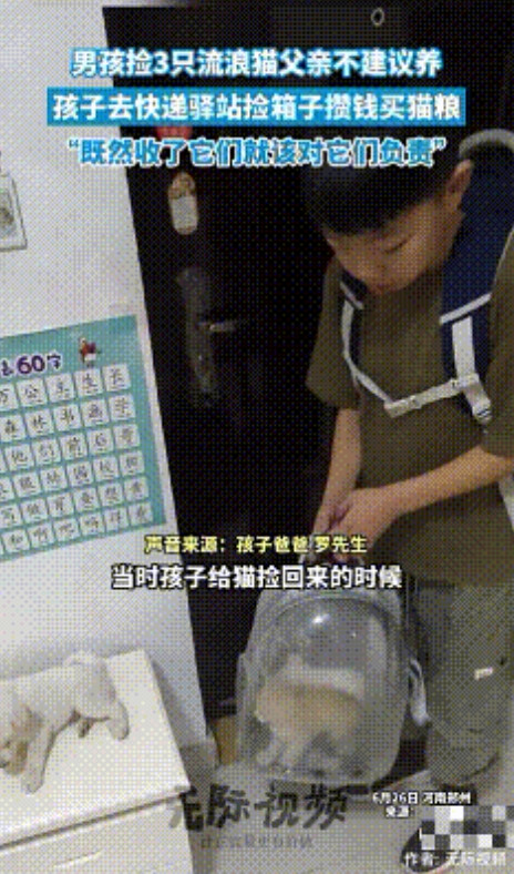 太感动了！河南郑州，一男孩捡回3只流浪猫，爸爸不建议养，然后去快递驿站捡箱子卖掉