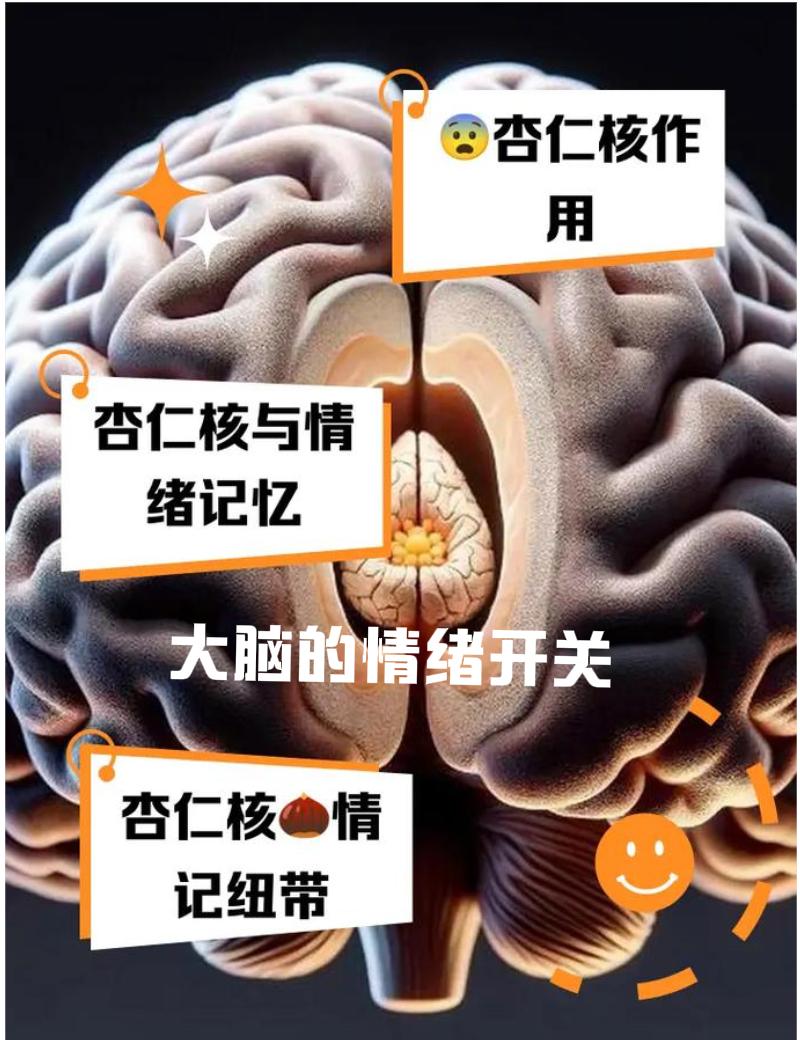 情绪开关的脑—心轴的性别差异性别差异贯穿脑—心互作全程，在应激回路、自主神经调