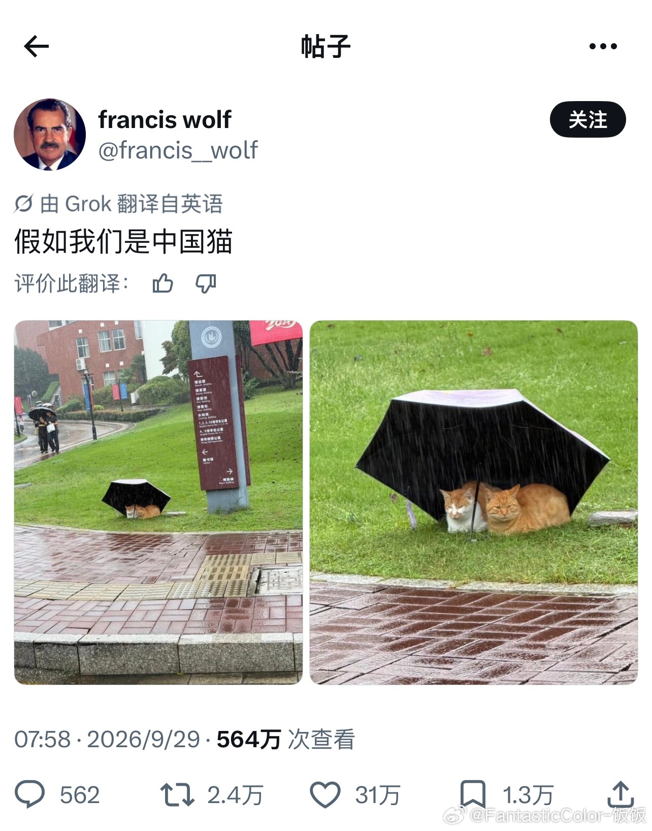 中国大学里小猫咪在雨伞下躲雨的照片在X上火了情感热点创作激励计划​​​