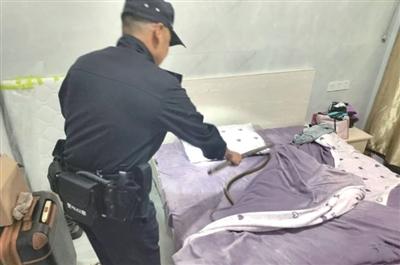 “太可怕了！”杭州一女子洗完澡准备睡觉，掀开被子床上突然冒出一条1米多长的黄褐色