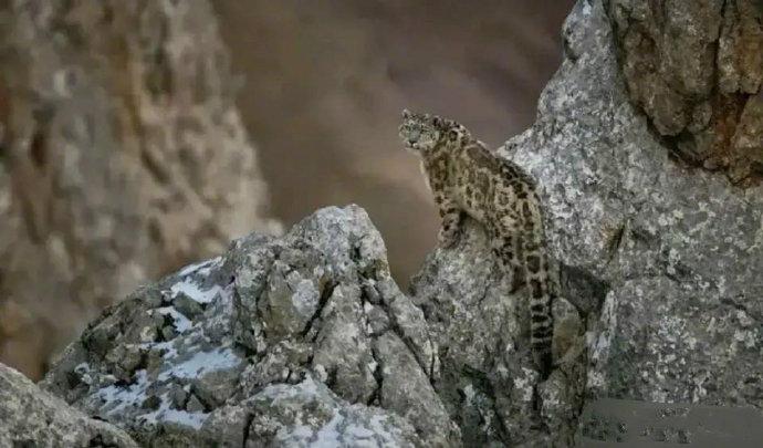 图中有两只雪豹？