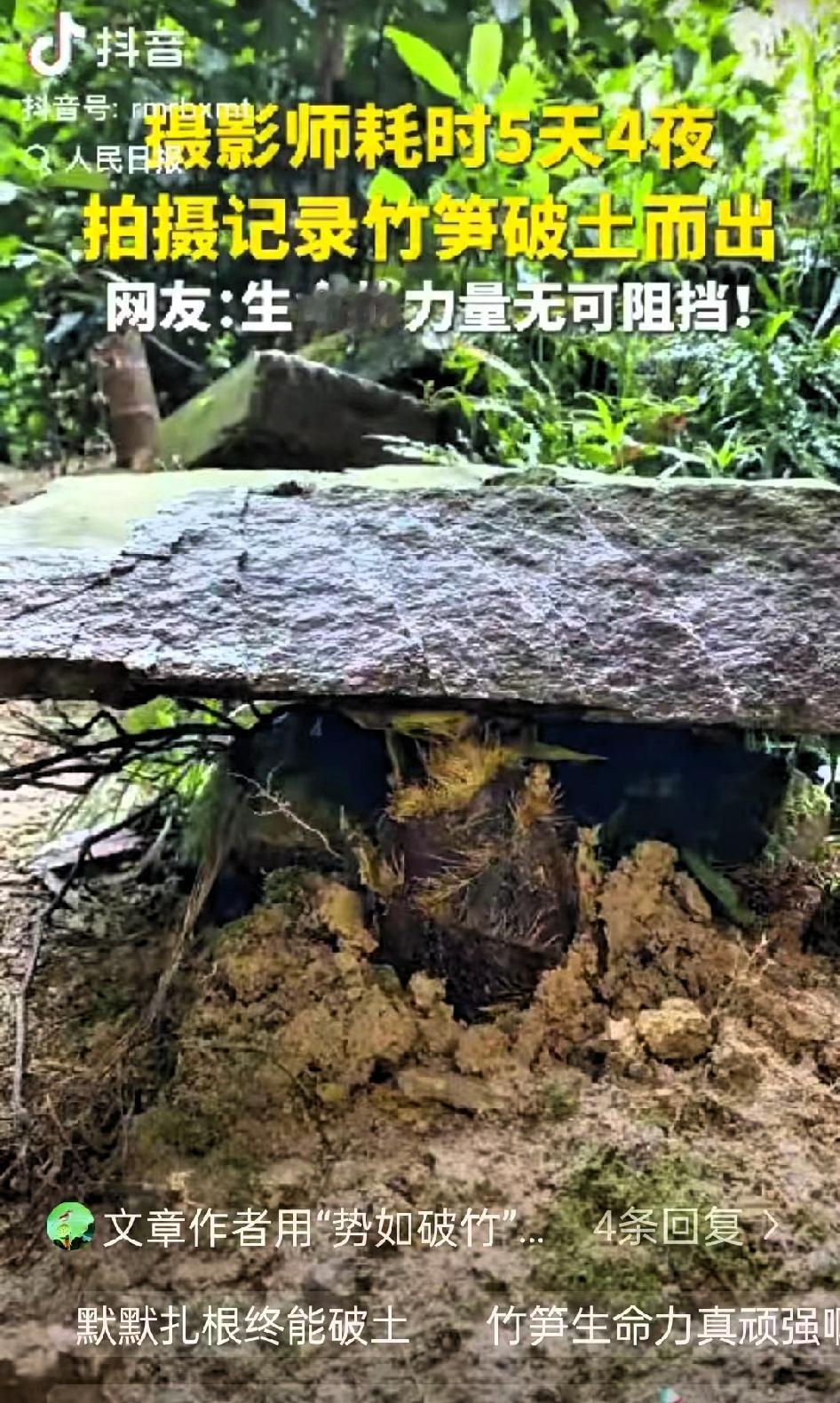 这竹笋做梦都没想到它上人民日报了！”一摄影师耗时5天4夜拍竹笋，不料，在拍摄时撞