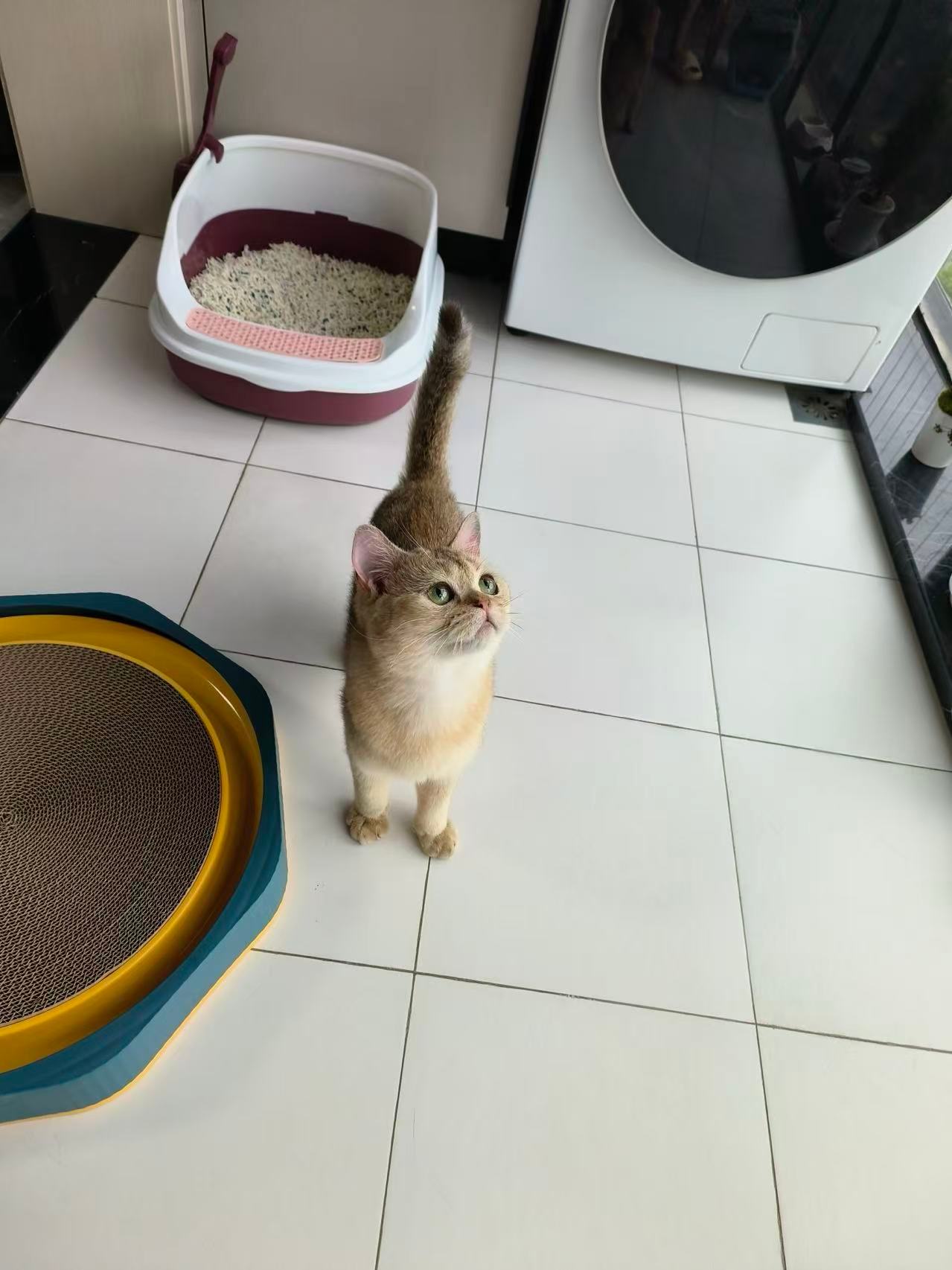 细狗变肥猫，薯条变汉堡第一张是三年前刚把它买回来的时候，第二张是最近的；金渐层真