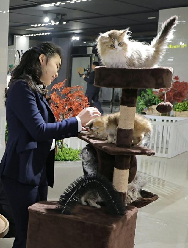 原来小公主也喜欢猫咪，她看的这个是什么品种的猫咪？