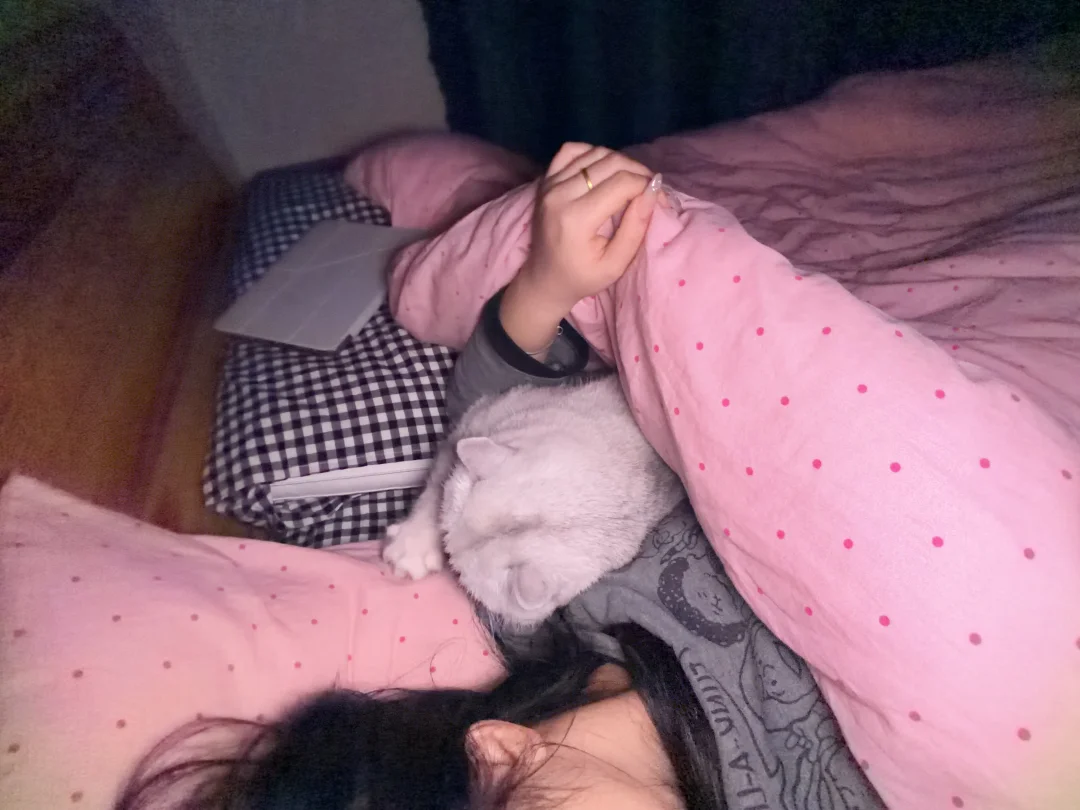 被窝里长出小猫