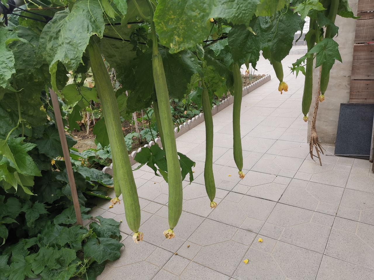 把小院子里的无公害蔬菜🥬种好！享受田园生活！