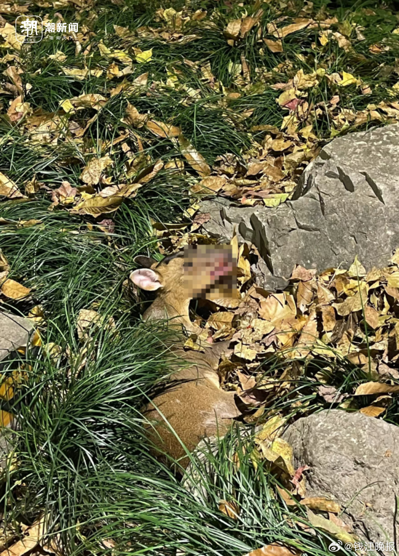 【龙井路夜骑者撞上野生黄麂双双受伤，“网红路段”龙井路南坡、北坡，骑行者褒贬不一