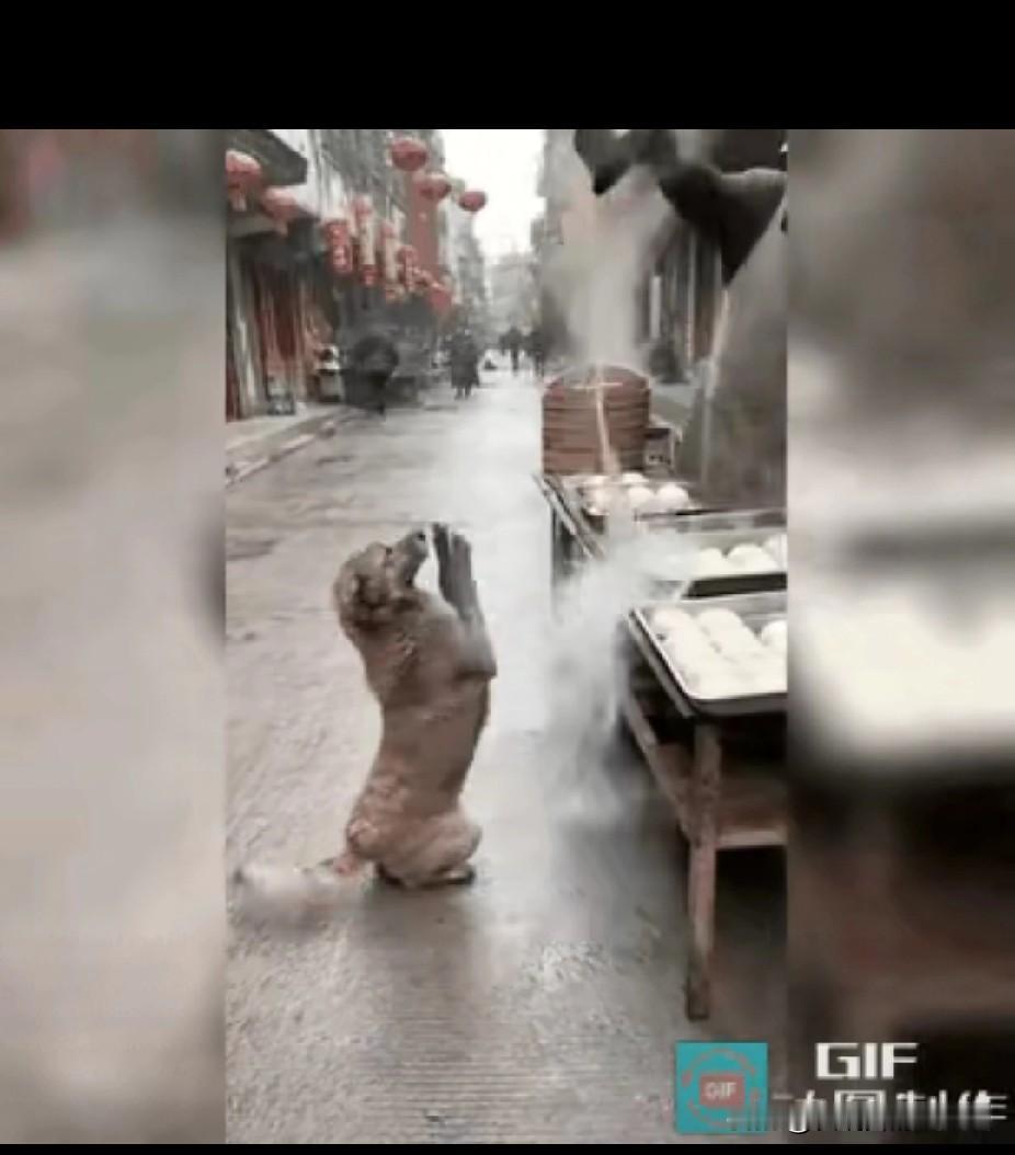 一只金毛蹲在包子铺前两只前爪抬起来乞讨，万万没想到包子摊的摊主竟然舀了一大勺开水