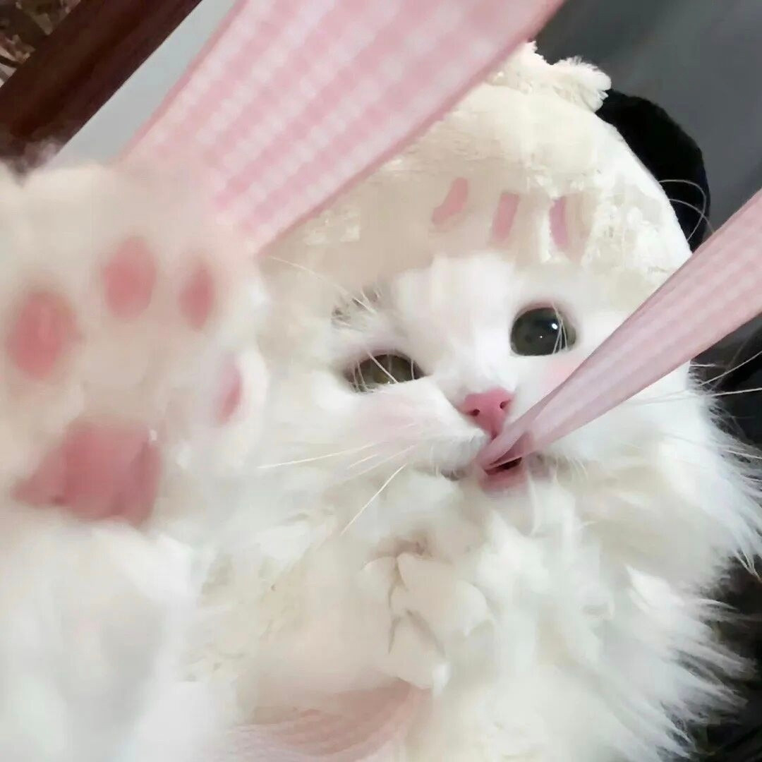 可爱的猫咪壁纸啊！真的好喜欢啊！