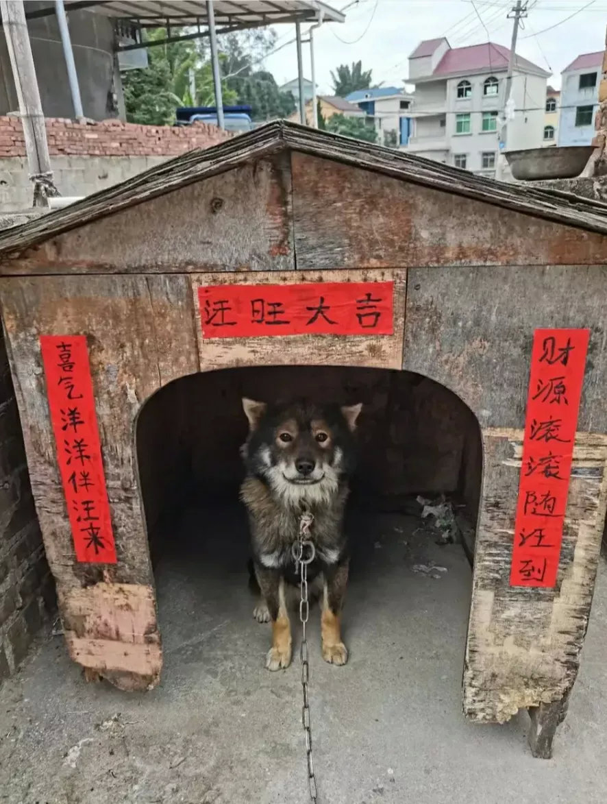 向全年无休的狗狗🐶致敬[呲牙笑]