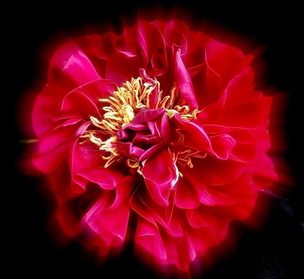 SandraStickler是一位花卉摄影师，同时也是一位水粉画家，作品里常带