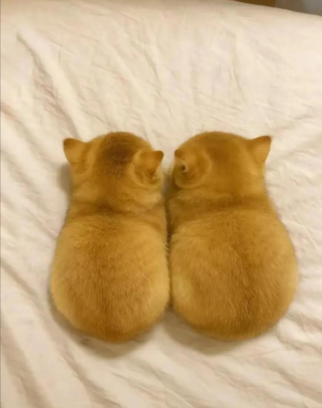 给自己买的新年礼物这还是咬牙攒了一年的积蓄买的一只3千，一只两千，两只猫5千