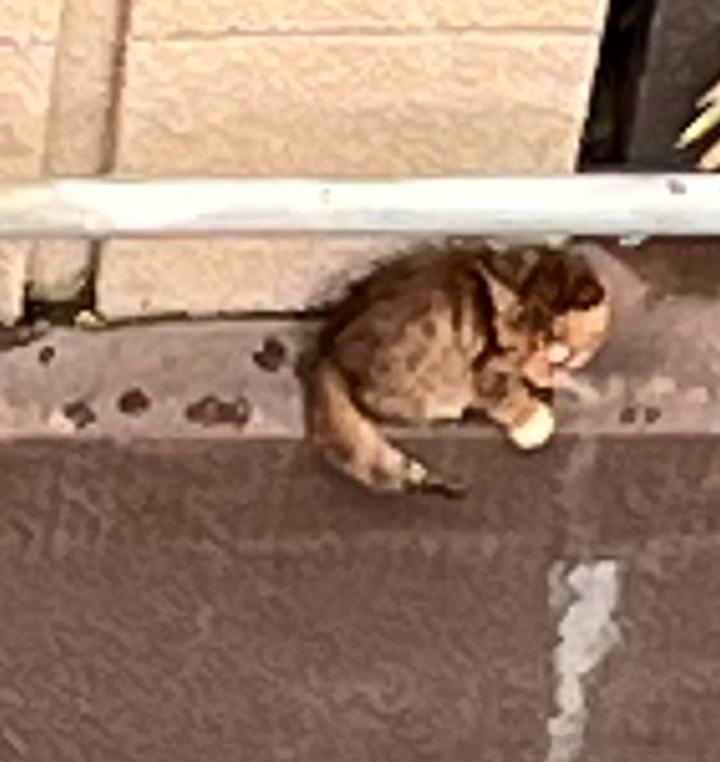 看到流浪小猫了，感觉一边的眼睛已经保不住了？