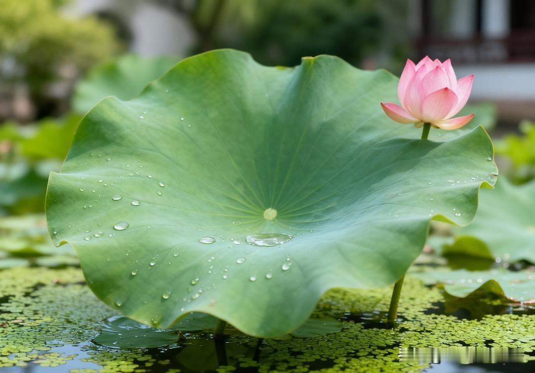 这两年，房价暴跌，我有个朋友买了我有个朋友买了一个富人区的房子，之前是9万多
