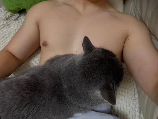 合肥有人想养猫吗