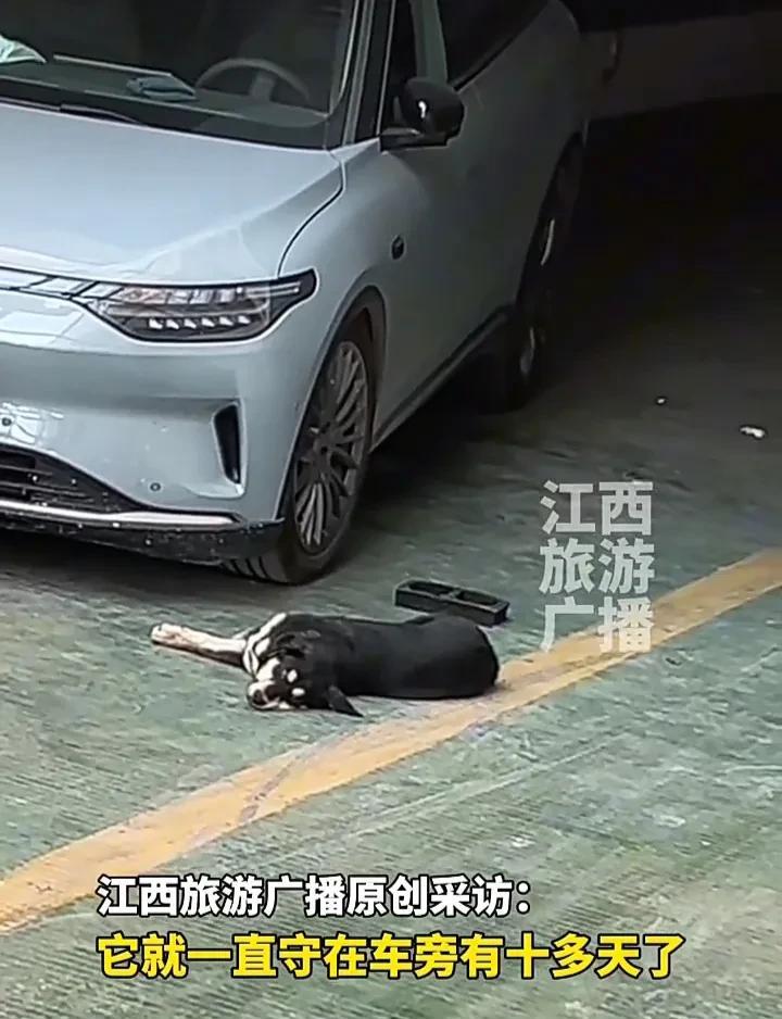看哭了！5月7日，浙江一名男子发视频称，一位车主发生了车祸，不知什么原因没有把车