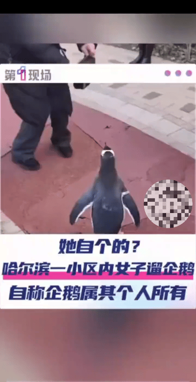 哈尔滨小区惊现遛企鹅！这事居然违法？哈尔滨某小区里，最近出了件新鲜事——有