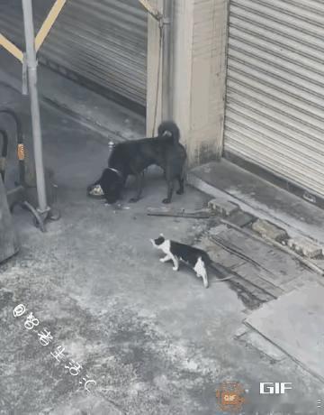看完这段视频，让人感慨万物皆有灵，善良不分物种。流浪猫主动向大黑狗讨要食物，大黑