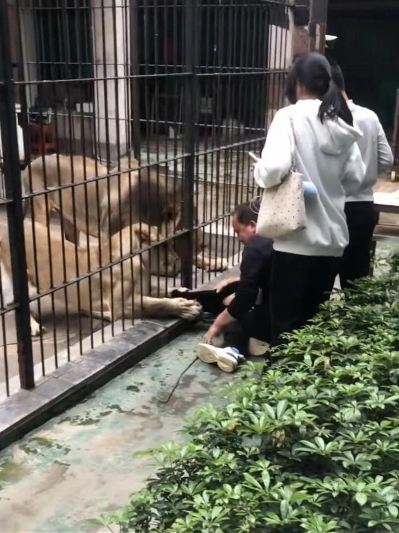 惊魂一幕！汕头女童逛动物园遭狮子伸爪拖拽，衣服被撕烂，官方深夜通报2月28日