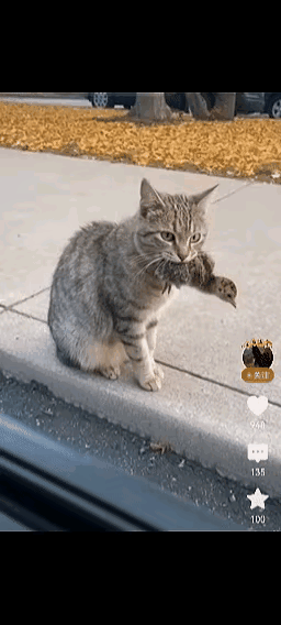 早晨开车去上班，刚坐进车里，发现一只狸花猫嘴里叼着一只小鸟。小鸟可怜巴巴的垂着头