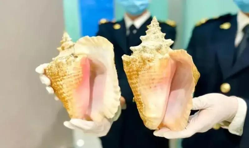 最近，一名旅客从国外飞回大连，在周水子机场过海关时，被查出行李里藏着三个漂亮的粉