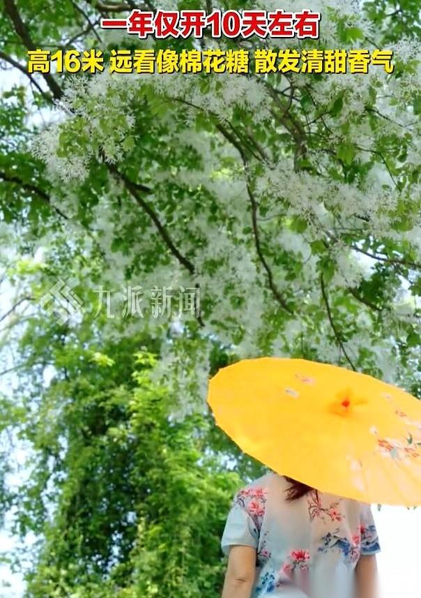 武汉黄陂的九邱湾后山，这几天突然成了全城的焦点。主角是一棵200岁的流苏古树。