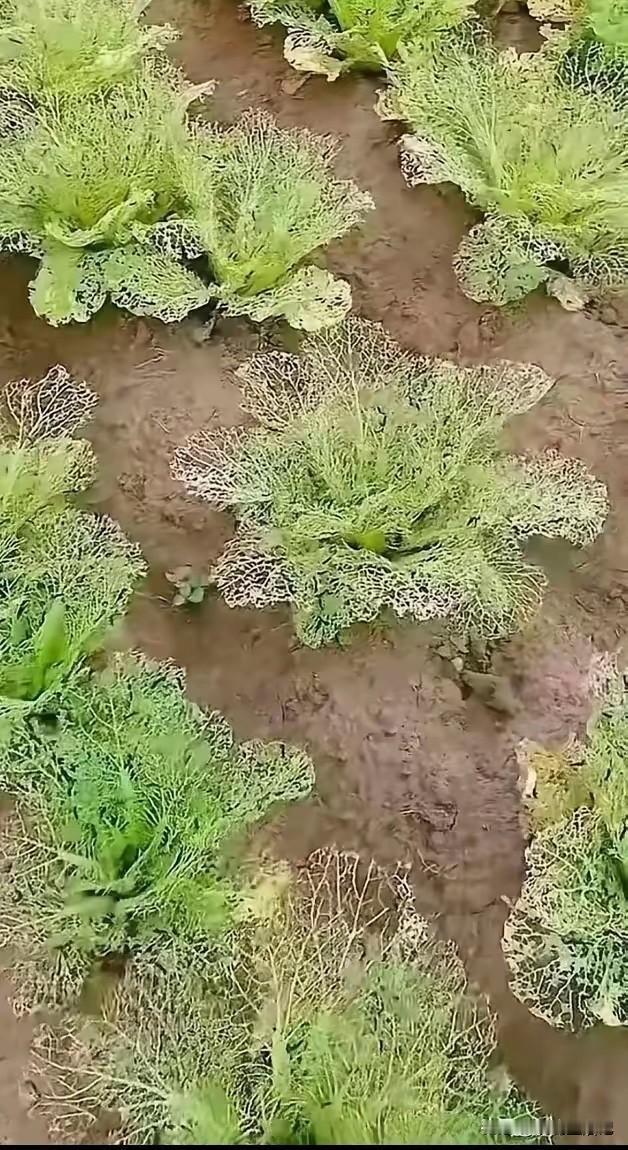 现在连虫子，都有强迫症了吗？