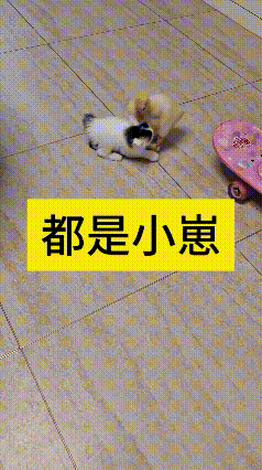 看完这段视频，觉着挺有意思的。小猫崽跟小鸭崽凑到一块儿，在地上打打闹闹的。小猫崽