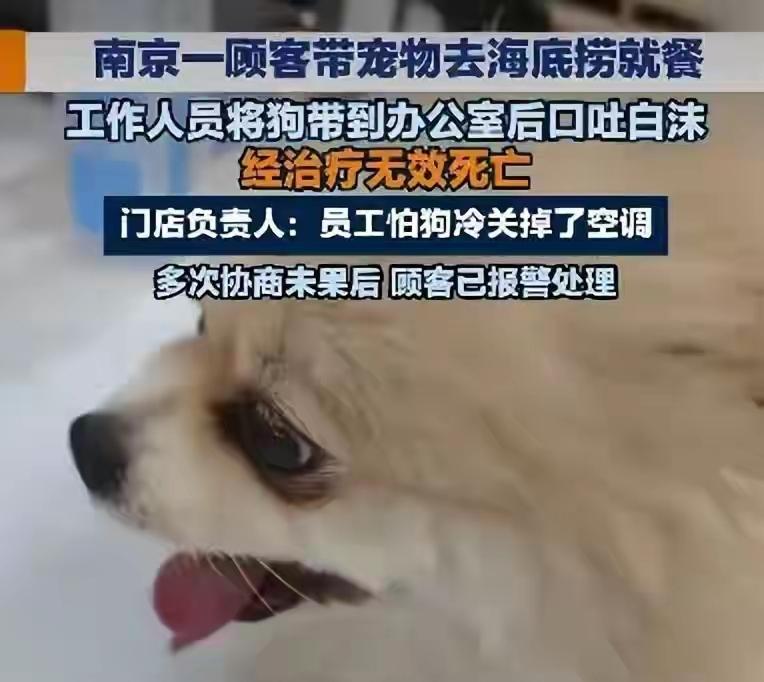 江苏南京，一女子去带着宠物狗去一家火锅店用餐，员工承诺将狗带去办公室开空调，女子