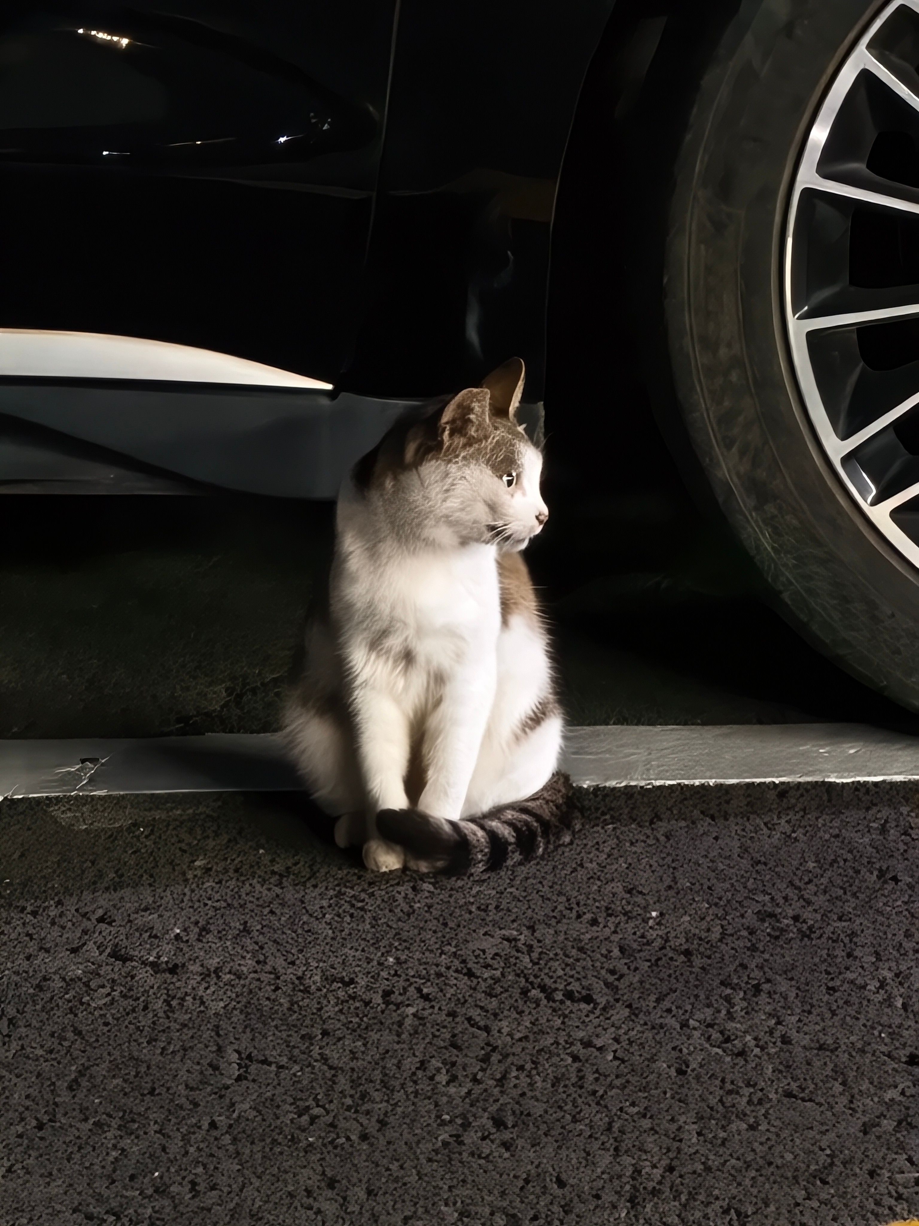 昨天停好车，随手用iQOO15Ultra在极暗光环境下拍的一只猫猫，这效果自