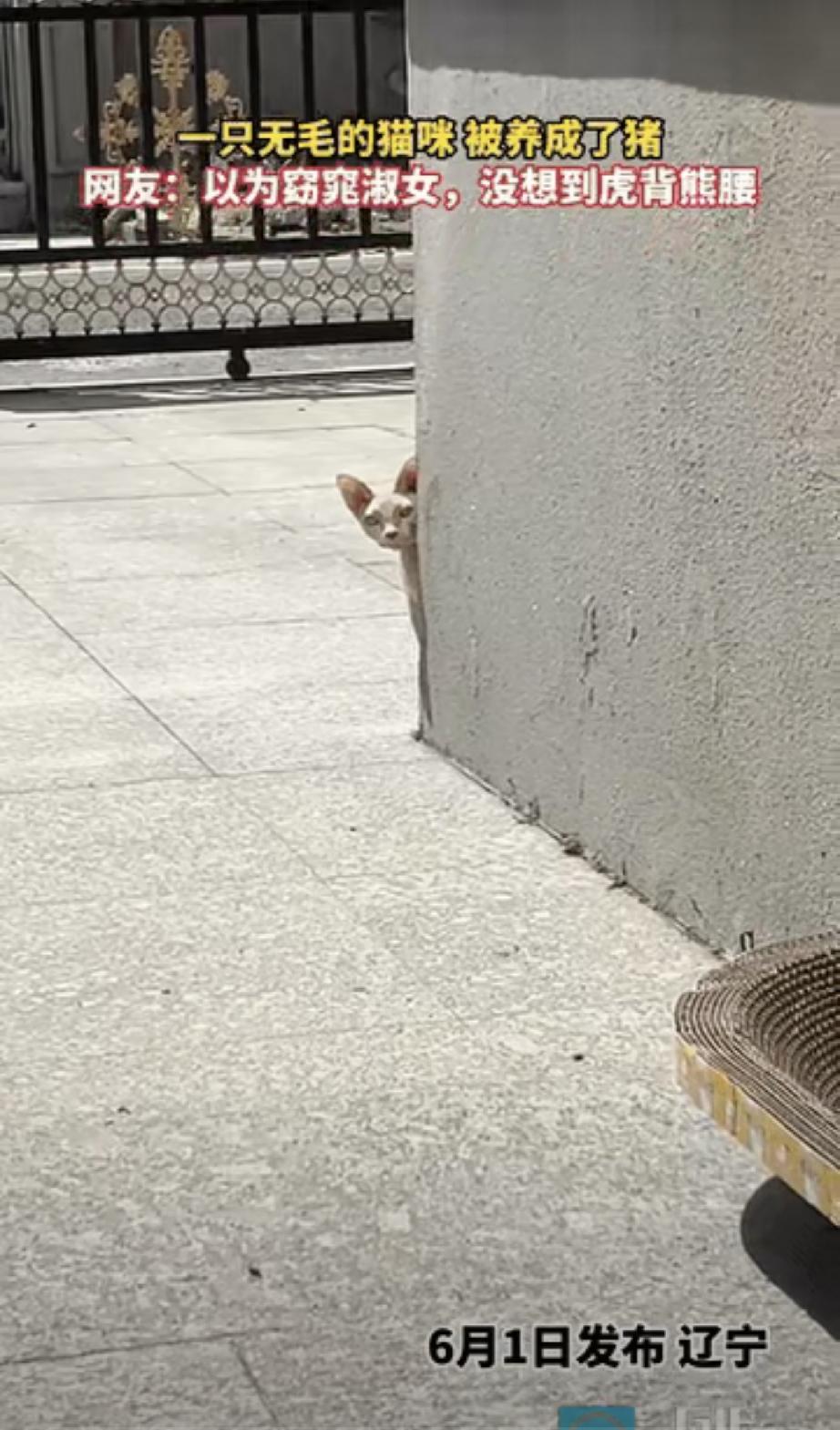 辽宁，一只小猫躲在墙角，只是伸出一个小脑袋出来看主人，看了一会后，就从墙后面走出