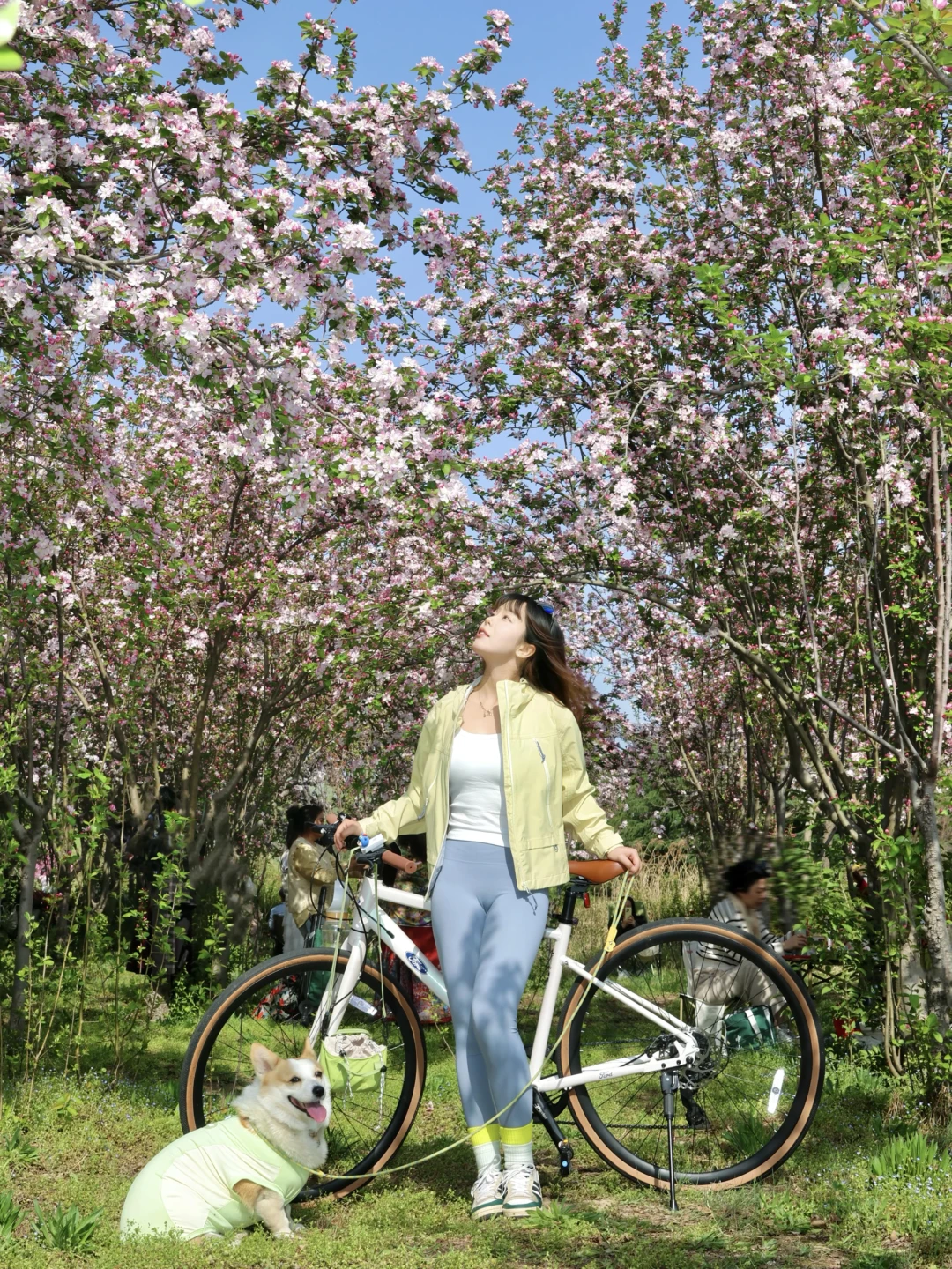 西安河堤路海棠花开爆啦🌸春天好适合骑车！