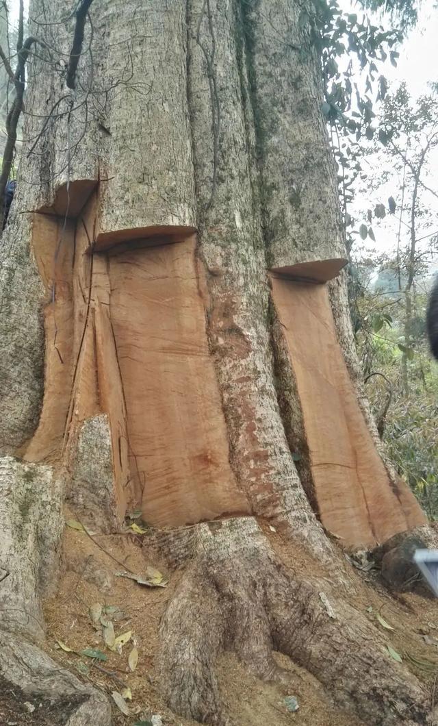 2600年的“古楠木王”被切块盗走，据说被盗割的“古楠木王”位于贵州省剑河县南哨
