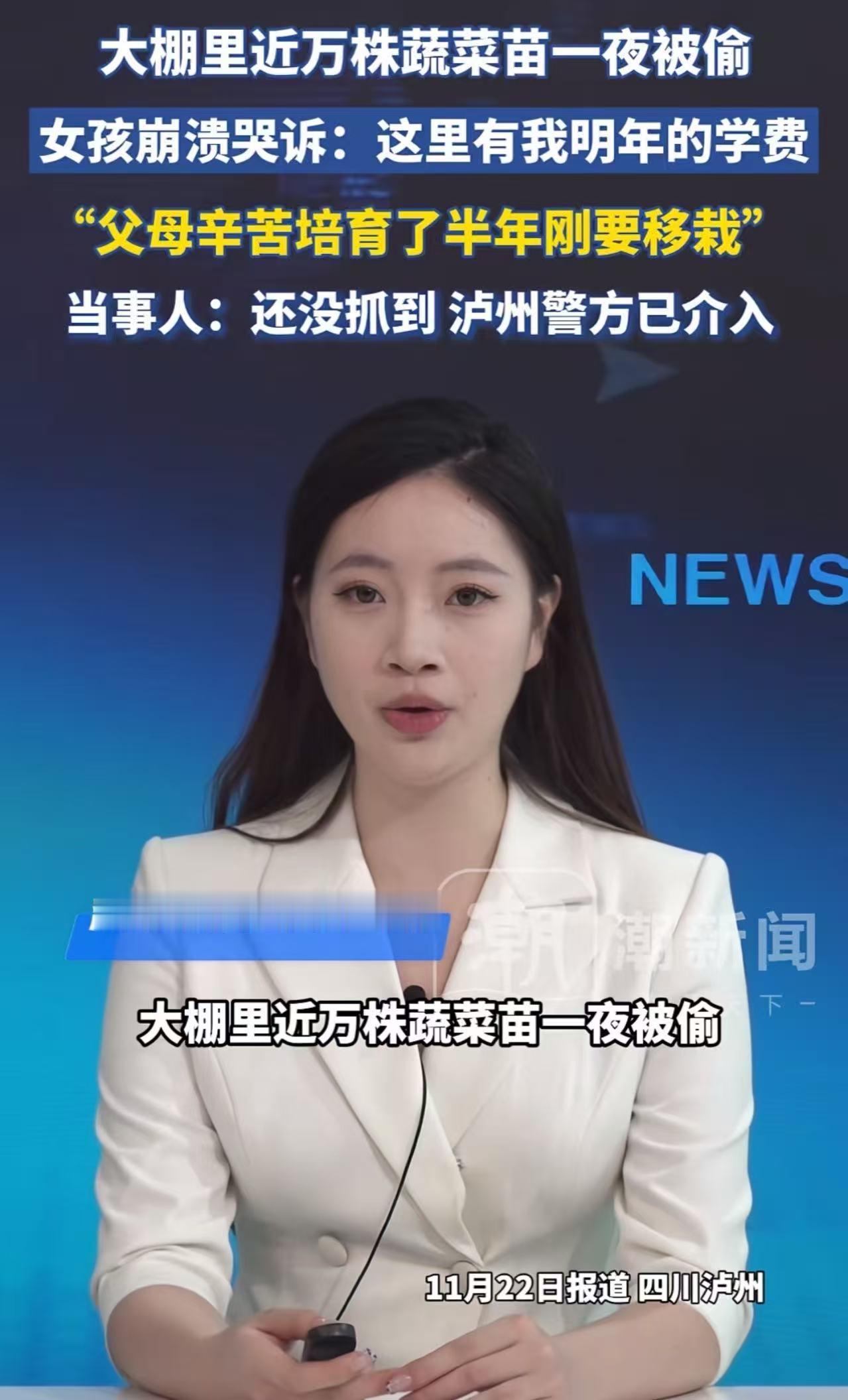 大棚里近万株蔬菜苗一夜被偷，女生崩溃爆哭：“这里是我明年的学费，父母辛苦培育了半