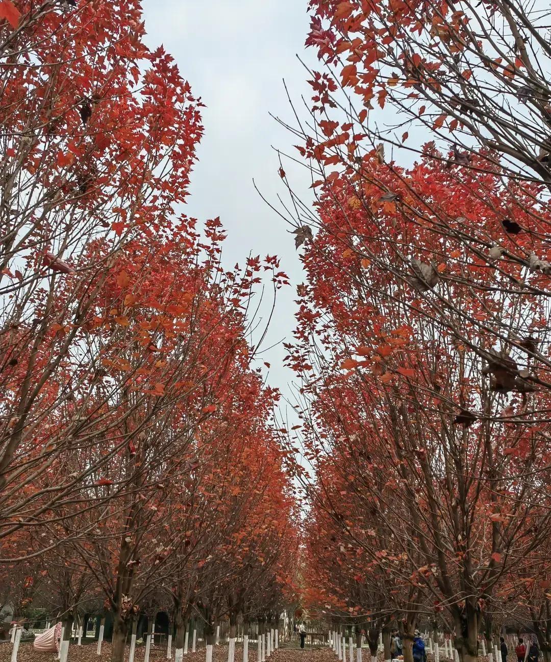 刷到个帖子，楼主说十年前离婚想再谈对象，亲妈劈头盖脸一句“丢人”，还拿断绝关系吓