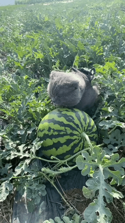我看了好几遍这个视频，这只蓝猫跑到西瓜地里，凑到大西瓜跟前，那小模样贼眉鼠眼嘞。