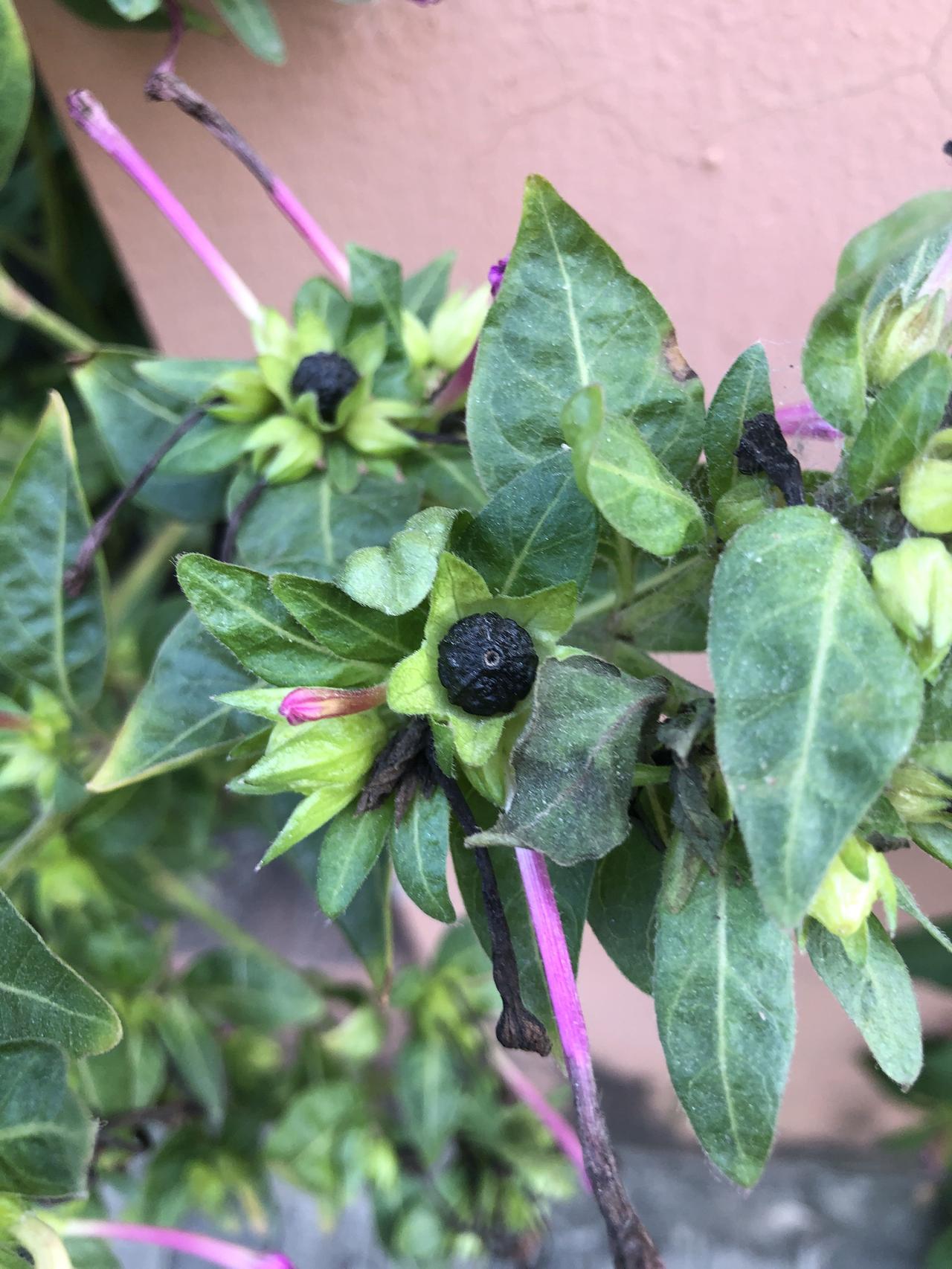 小雪节气，上海阳光灿烂。徒步遇到一丛茂盛的紫茉莉。居然结满黑色的小地雷没人发现。