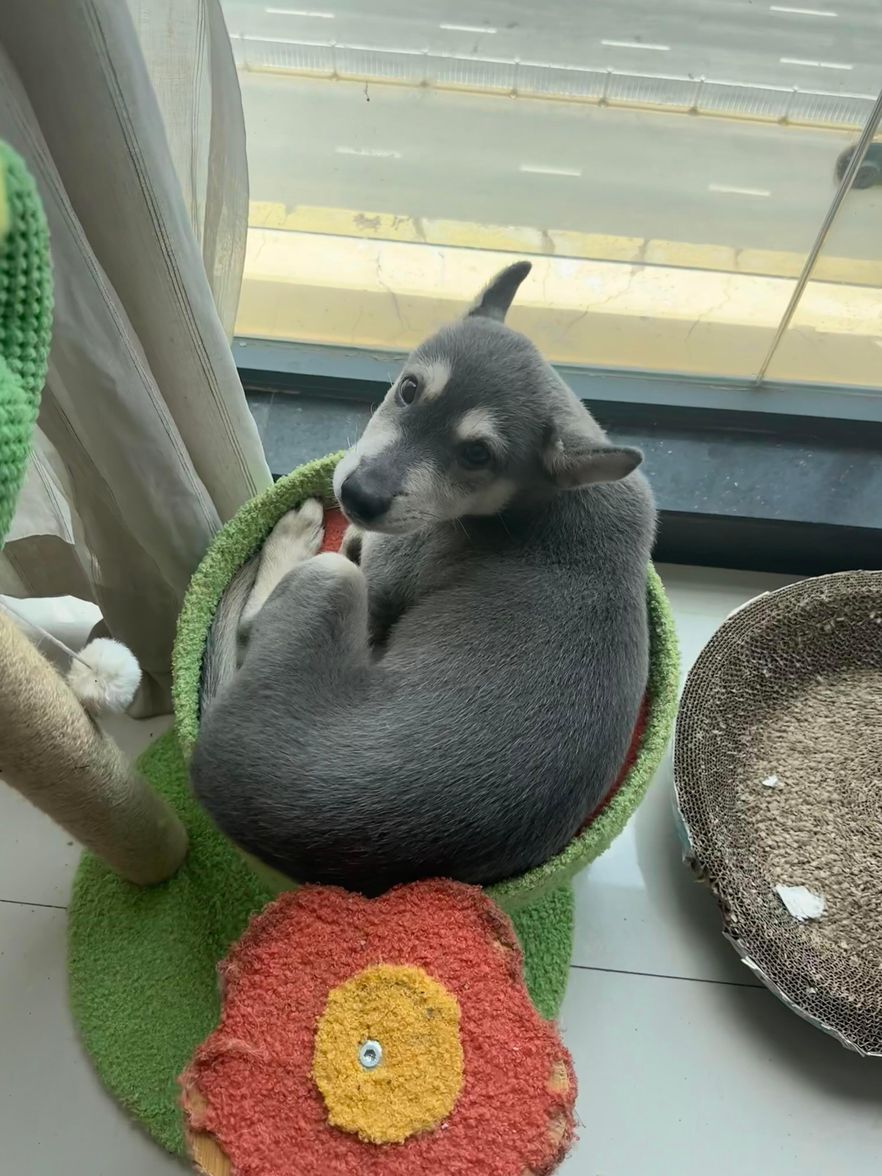 当你的小狗是猫猫带大的​​​