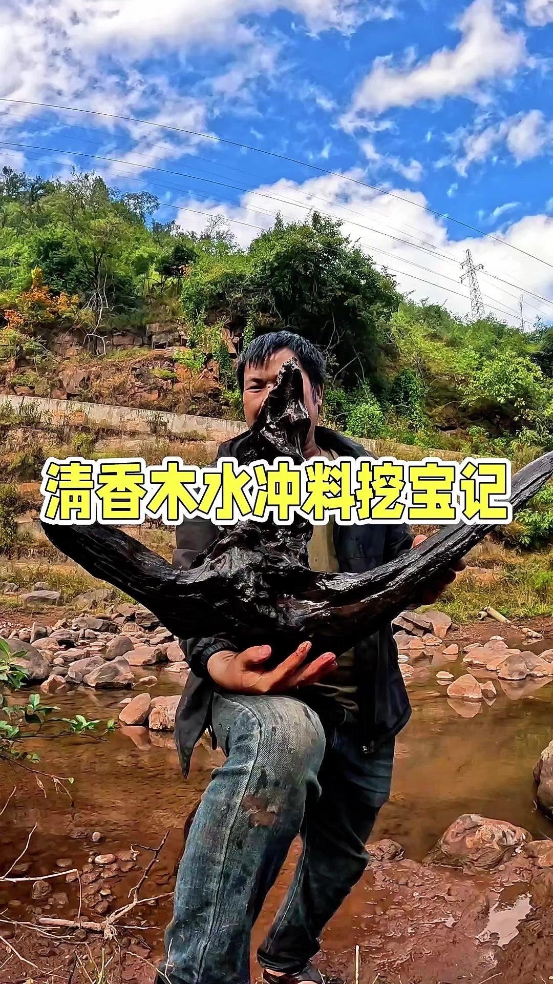 在石头后面发现了清香木水冲木，埋得很深，个头还挺大。找了根撬棍，费了不少劲才把它