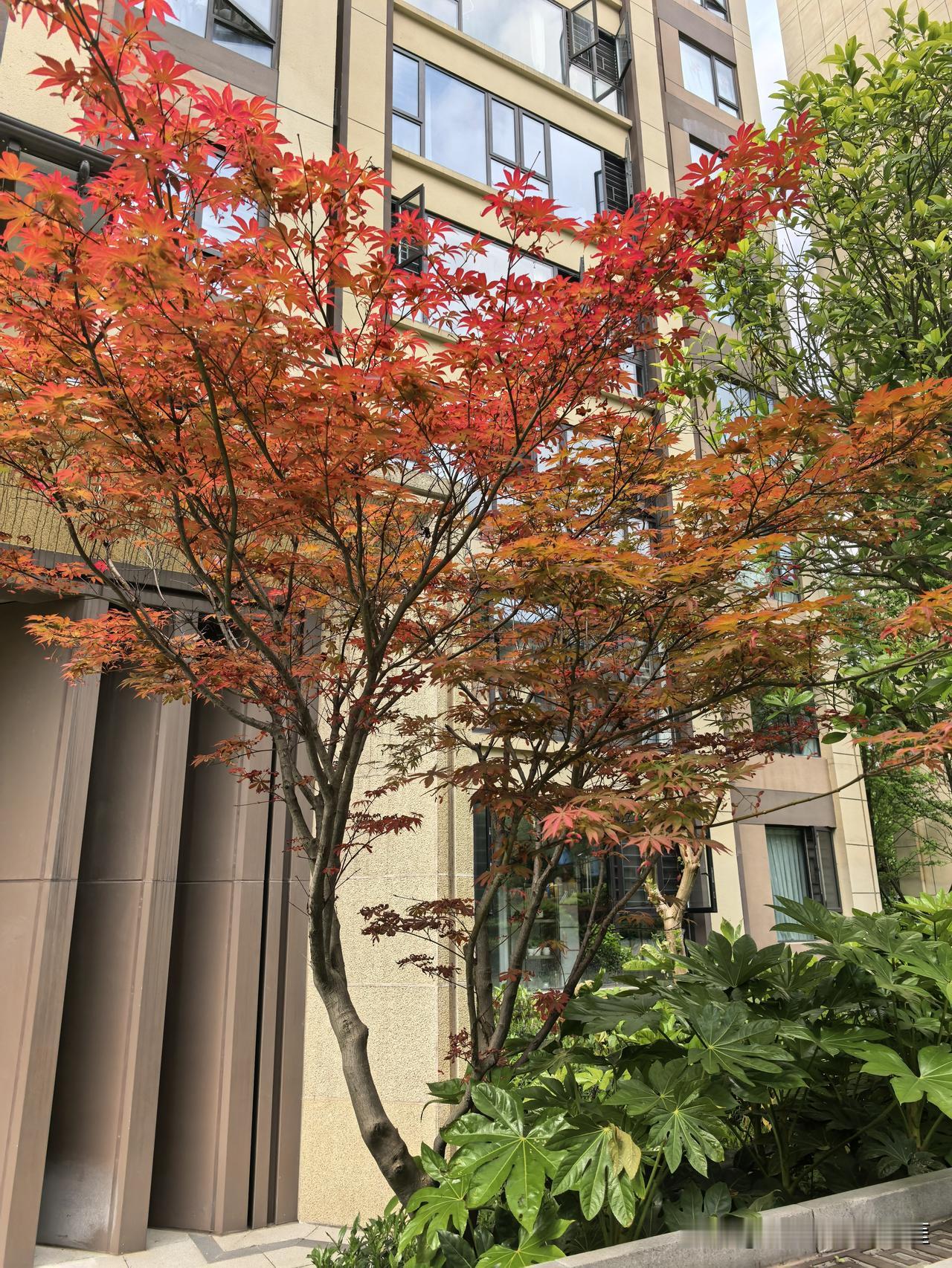 056期双色球选号参考小号该翻身了，至少3枚大尾号（5-9）升温，保底2
